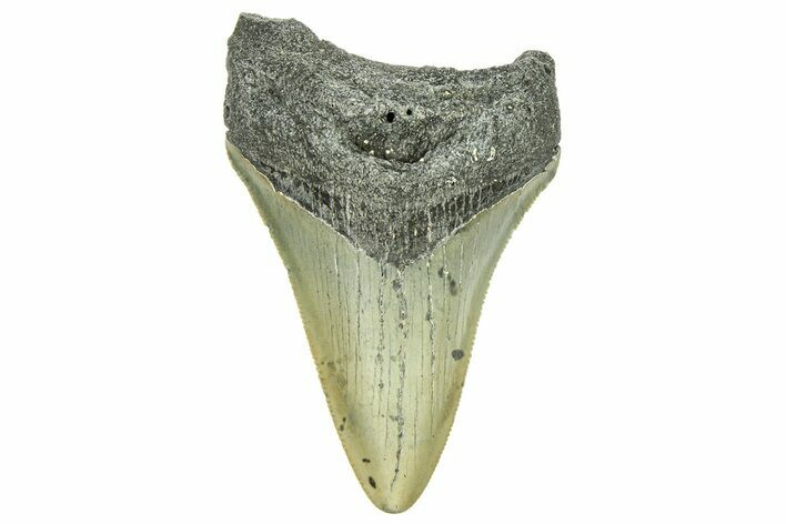 Serrated, Fossil Megalodon Tooth - North Carolina #294513